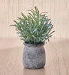 Slate Grass Plant in Pot - 17 cm