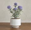 Dandelion Plant in Pot - 30 cm