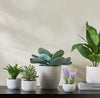 Terra Mini Succulent Agave Cement Pot - 19 cm