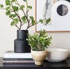 Terra Shrub in Footed Pot - 18 cm