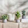 Terra Ficus Plant in Pot - 30 cm