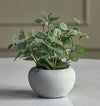Pixie Eucalyptus Plant in Pot - 13 cm