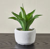 Terra Mini Succulent Agave Cement Pot - 19 cm