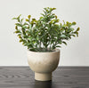 Terra Shrub in Footed Pot - 18 cm