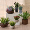 Slate Grass Plant in Pot - 17 cm