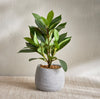 Terra Ficus Plant in Pot - 30 cm